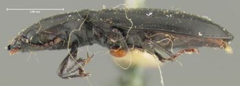 Media type: image;   Entomology 24480 Aspect: habitus lateral view
